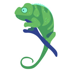 Green chameleon animal © Vexels