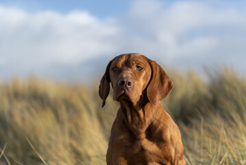 Portr&auml;t eines jungen Magyar Vizsla in den D&uuml;nen an der Nordsee