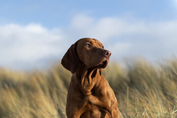Portr&auml;t eines jungen Magyar Vizsla an in den D&uuml;nen an der Nordsee