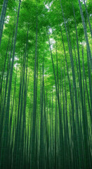 Fototapeta premium Lush green bamboo forest canopy with tall stalks reaching towards the sky
