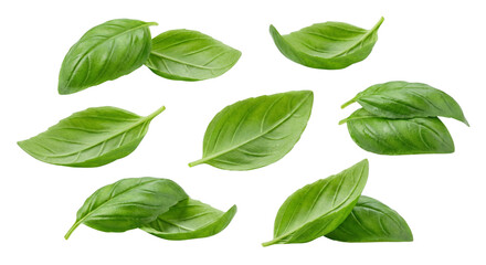 Naklejka premium Fresh green basil leaves arranged in a vibrant display