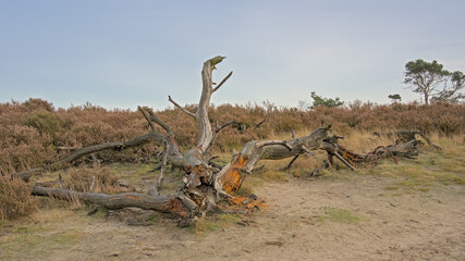 dead trees laying in a heath landscape in the flemish countryside