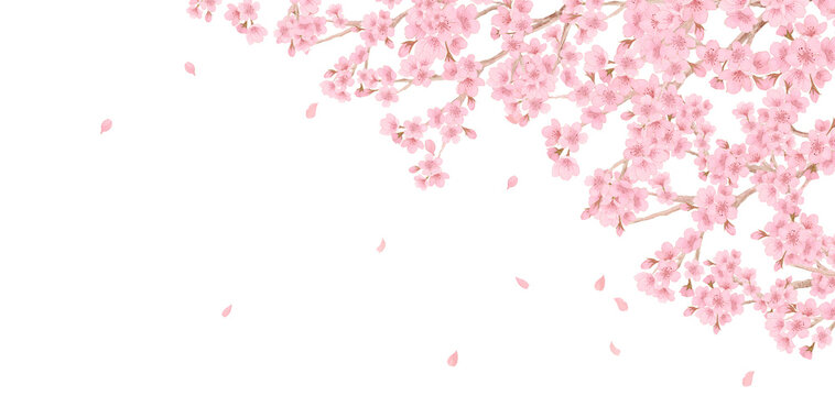 Elegant Japanese cherry blossom branches and falling petals, floral frame-300dpi-