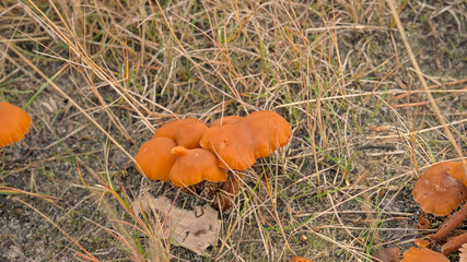 Orange peel mushrooms on the forest floor - Aleuria aurantia