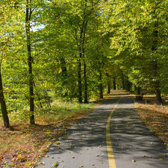 Scenic urban park lane for cyclists and pedestrians with leafy canopy and peaceful atmosphere.