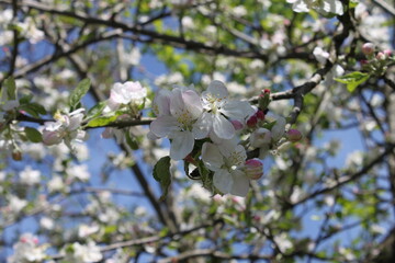 apple tree blossom