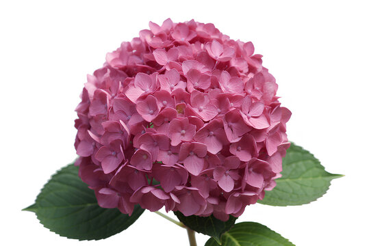 Beautiful pink hydrangea flower head with green leaves on white background for decoration