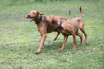 Magyar Vizslas haben Spass im Garten