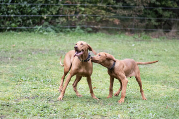 Zwei Magyar Vizsla haben Spa&szlig; im Garten