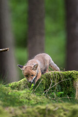 Obraz premium Red fox, vulpes vulpes, small young cub in forest on stone. Cute little wild predators in natural environment. Wildlife scene from nature