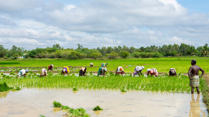 Indian village farmers cultivating paddy crops © RajGajendran