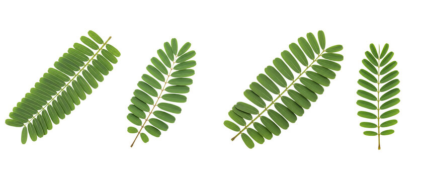 Collection of fresh green tamarind leaves isolated on a white background.
