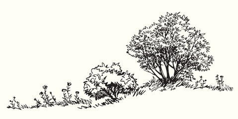 Vector drawing. Big green bushes