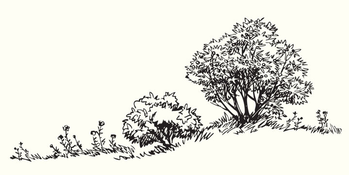 Vector drawing. Big green bushes