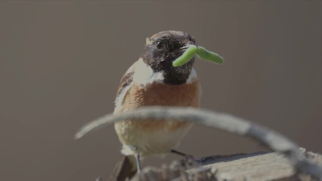 Video of an European Stonechat bird is standing on a log and eating a green warm insect. Hunting video of European Stonechat bird.
