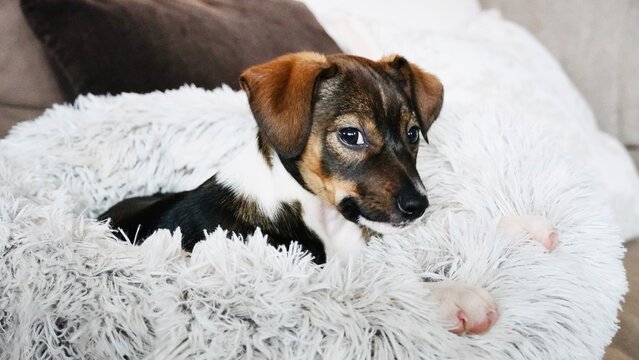 Small Sleepy Puppy Dog After Nap Time Resting in Soft White Plush Pet Bed