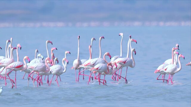 slow motion video of flamingos flocks are performing the courtship display or mating dance. Flamingoes performing the mating march on the water all birds are in same direction