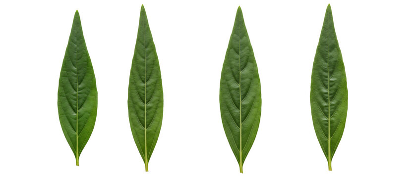 Four fresh green lanceolate leaves arranged in a row on a white background.