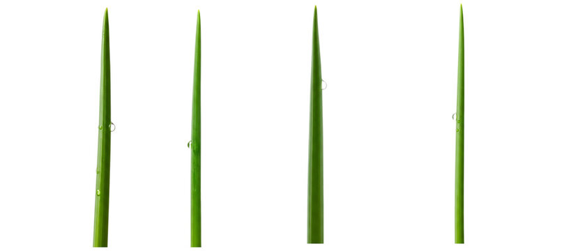 Four individual green blades of grass standing upright on a white background.