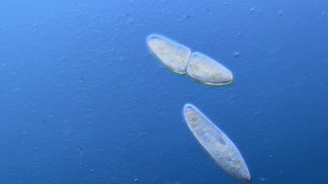 Paramecium cell division under the microscope at 100x Magnification