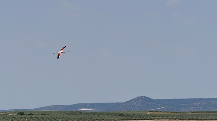Fototapeta premium Flamingo Soaring Over Arid Landscape