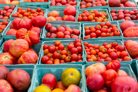 New York City, NY. Farmers market - table full of a wide selection of farm fresh red tomatoes. 