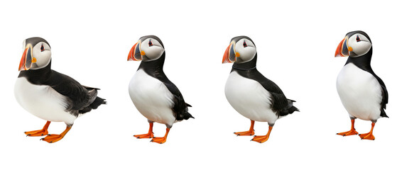 Fototapeta premium Set of four Atlantic puffins standing in a row isolated on a white background.