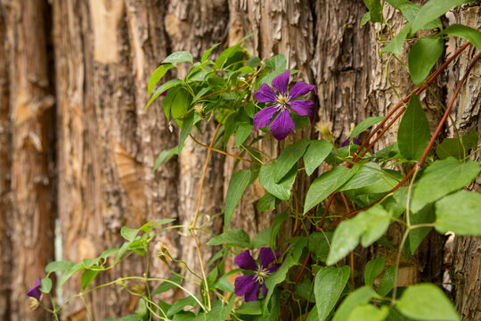 Santa Fe, New Mexico. USA. Purple clematis plant climbing up a coyote fence
