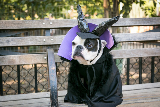 New York City, New York, USA.  Pet Halloween contest at Thompkins Square Park. Dog posing in his costume