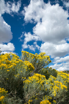 Santa Fe, New Mexico, USA. Chamisa in bloom with blue summer skies. 