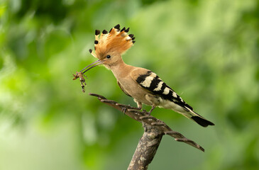 Obraz premium Eurasian hoopoe bird in early morning light ( Upupa epops )