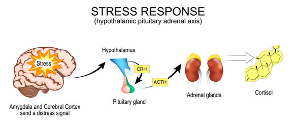 Stress response. Hypothalamic pituitary adrenal axis. © designua