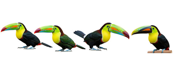 Naklejka premium Set of four colorful Keelbilled toucans Ramphastos sulfuratus isolated on a white background.