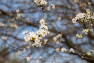 Obraz premium Cherry blossoms blooming on tree branch in spring