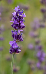 Obraz premium English lavender - Lavandula angustifolia
