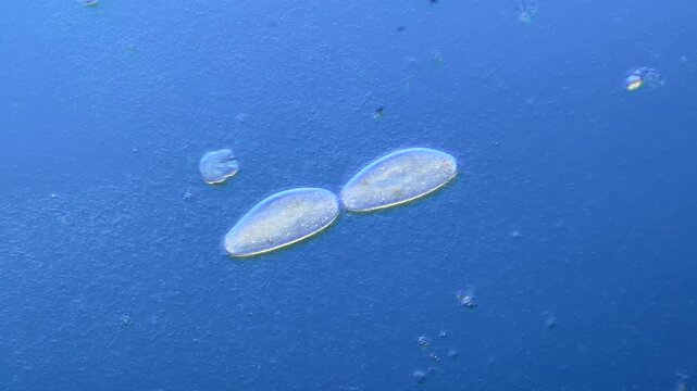 Paramecium cell division under the microscope at 100x Magnification