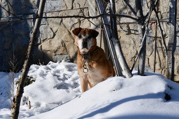 dog in the snow. Rhodesian Ridgeback in nature in winter. pet outdoors