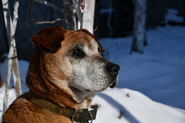 dog in the snow. Rhodesian Ridgeback in nature in winter. pet outdoors