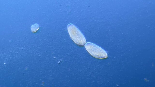 Paramecium cell division under the microscope at 100x Magnification