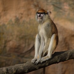 Obraz premium Common patas monkey