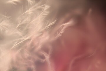 Fototapeta premium Macro photo feathers colored artistic bohemian style cozy boho aesthetic background close up 