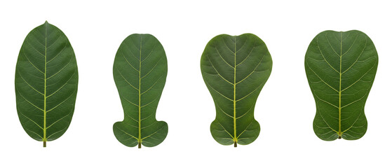 Set of four unique green leaves with varying shapes isolated on white.
