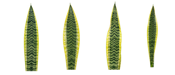 Set of four variegated snake plant leaves isolated on a white background.