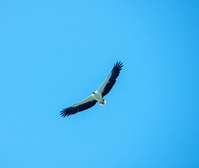 Fototapeta premium Adult White-bellied sea eagle (Icthyophaga leucogaster) soars over the Andaman Sea coast, catching fish and clashing with crows. Malaysia