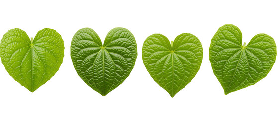 Set of four vibrant green heartshaped leaves isolated on a white background.