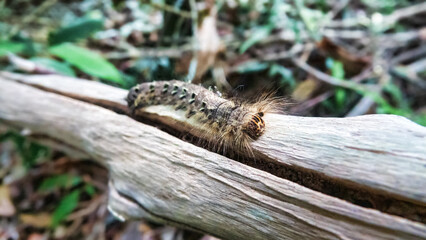Obraz premium This is like tussock moths Lymantria 8 centimetre giant caterpillar, Erebidae plant pests in the tropical forest of the Malay Peninsula. Dry season
