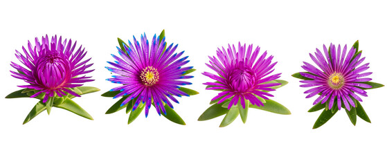 Set of four vibrant purple aster flowers with green leaves isolated on a white background.