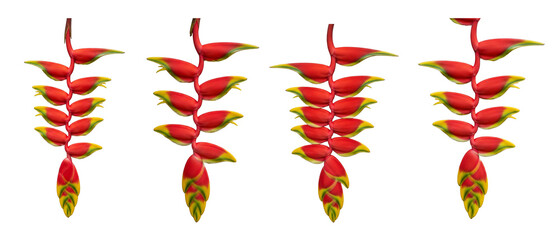 Set of four vibrant red Heliconia rostrata flowers isolated on a white background.