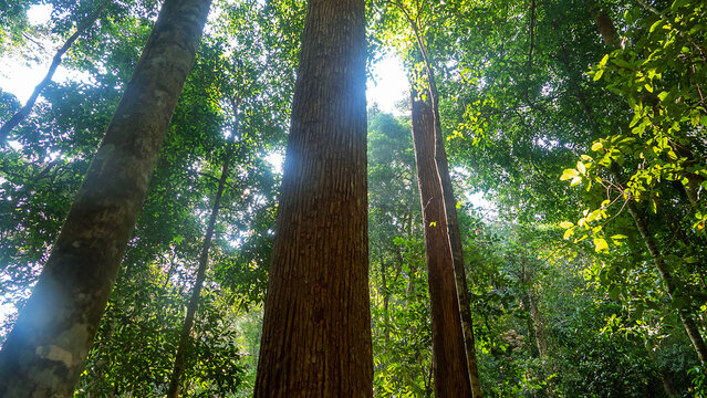 Dendrology. Dipterocarp tropical forests of Malay Peninsula dry hills, Indochina. Sap-trunked (standard) unbranched trees, powerful deciduous crowns, like Chengal tree Neobalanocarpus, Dryobalanops