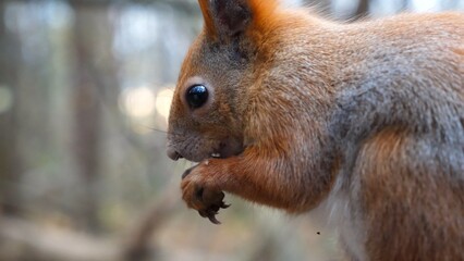 Close up of wild fluffy squirrel eating found walnuts at autumn park. Cute brown rodent gnawing nuts at forest. Pretty small sciurus chewing food outdoor. Concept of wildlife